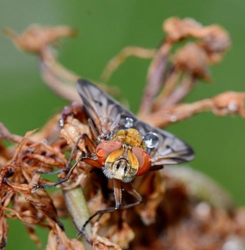 Ectophasia crassipennis